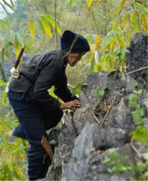 巴馬藤茶禁忌_巴馬藤茶是什么植物_巴馬養生藤茶