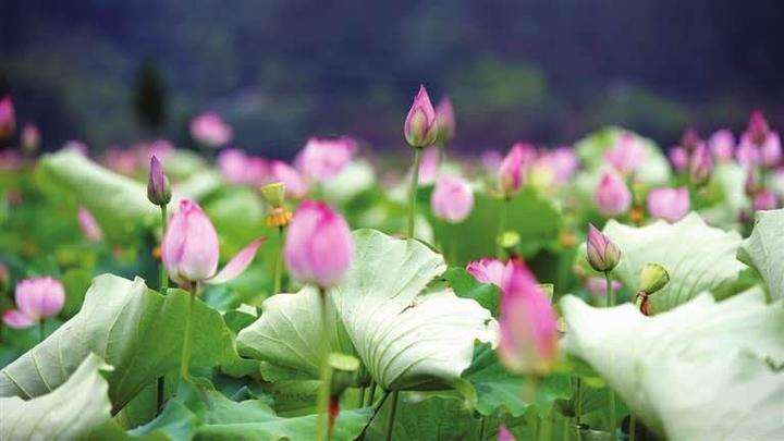 拂塵養(yǎng)生_養(yǎng)生拂塵全套背向演練_養(yǎng)生拂塵36式背面教學(xué)