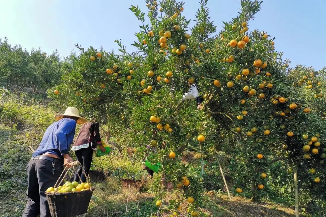 冬季瑤浴養生_瑤浴的效果_瑤浴泡澡方子